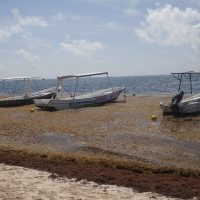Semar combate covid y sargazo; Marina apoyó desembarco de ocho cruceros por razones humanitarias