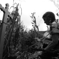 'La milpa, espacio y tiempo sagrado”, en el Museo de Culturas Populares