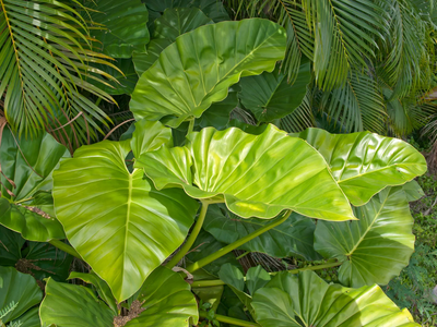 Así de fácil es germinar las semillas de Alocasia u Oreja de elefante y tener tu propia planta sin gastar en el vivero
