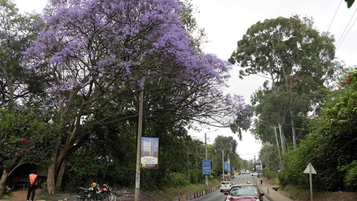 Una jacaranda en flor en Nairobi, Kenia, 26 de octubre de 2023. El gobierno de Kenia anunció el 6 de noviembre de 2023 un feriado para el 13 de noviembre en el inicio de su ambiciosa campaña para plantar 15 mil millones de árboles
