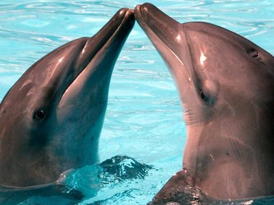 Descubrieron que los delfines tienen un método inusual para reconocer a sus amigos sin verlos