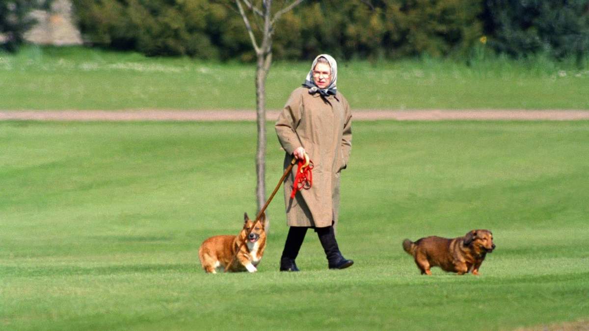 La reina y sus corgis. Fuente: (Twitter)