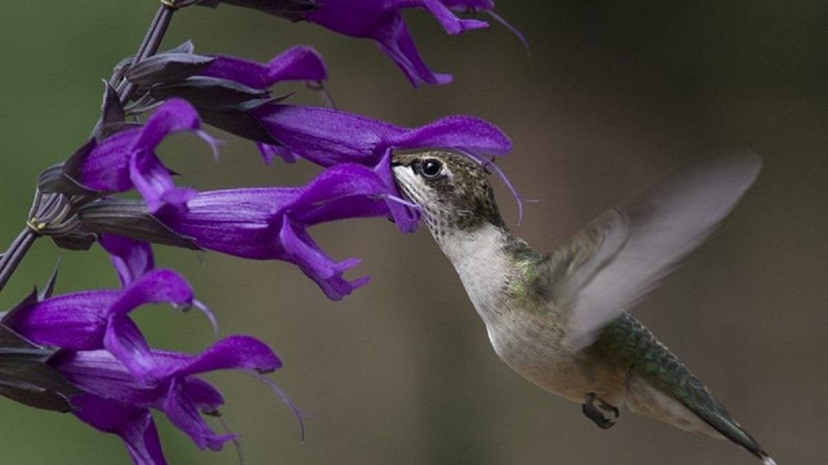 Salvia Amistad, una planta imán de colibríes. Fuente: (X)