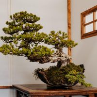 La planta que provoca limitaciones personales y profesionales, y el Feng Shui no recomienda tener