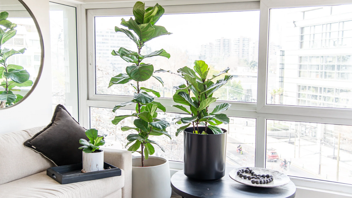 Plantas. Fuente: (Instagram)