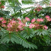 El árbol de crecimiento rápido, con flores divinas, que es perfecto para dar sombra y elegancia a tu jardín