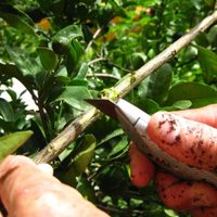 La técnica secreta de los jardineros para reproducir cualquier árbol y no fallar en el intento