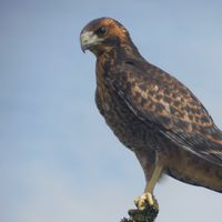 Curiosidades sobre el Aguilucho: el ave con mucha historia que adora volar y se alimenta de insectos