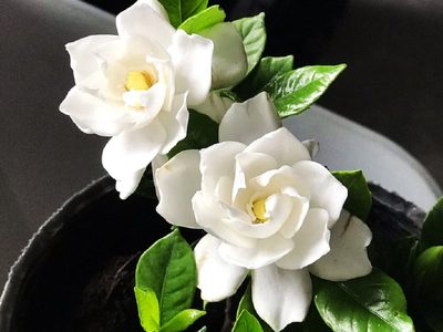 Llená tu jardín de Jazmines con esta efectiva técnica para reproducir esta bella planta y que crezca rozagante y sana