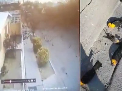 ¿Por qué se desplomaron decenas de aves en Chihuahua? Profepa revela la causa (Video)