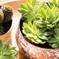 Plantas: la clave para que tus cactus florezcan y se conserven sanos, sin esfuerzo