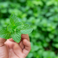 La forma de reproducir eternamente tu planta de menta y tener menta gratis para siempre