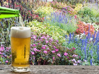 Cerveza y jardín: trucos que ayudan a que crezcan las plantas