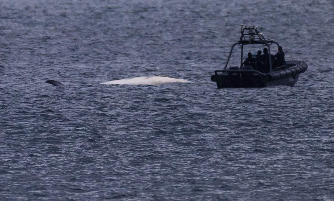 El cadáver de una ballena de Bryde flotando en las aguas de Hong Kong