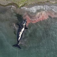 Argentina: algas tóxicas causaron la muerte de 30 ballenas