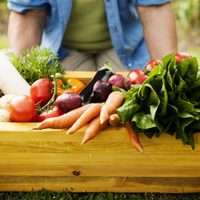No pierdas tiempo: las plantas que tenés que sembrar en tu huerta en otoño si querés disfrutar de la cosecha en pocos meses