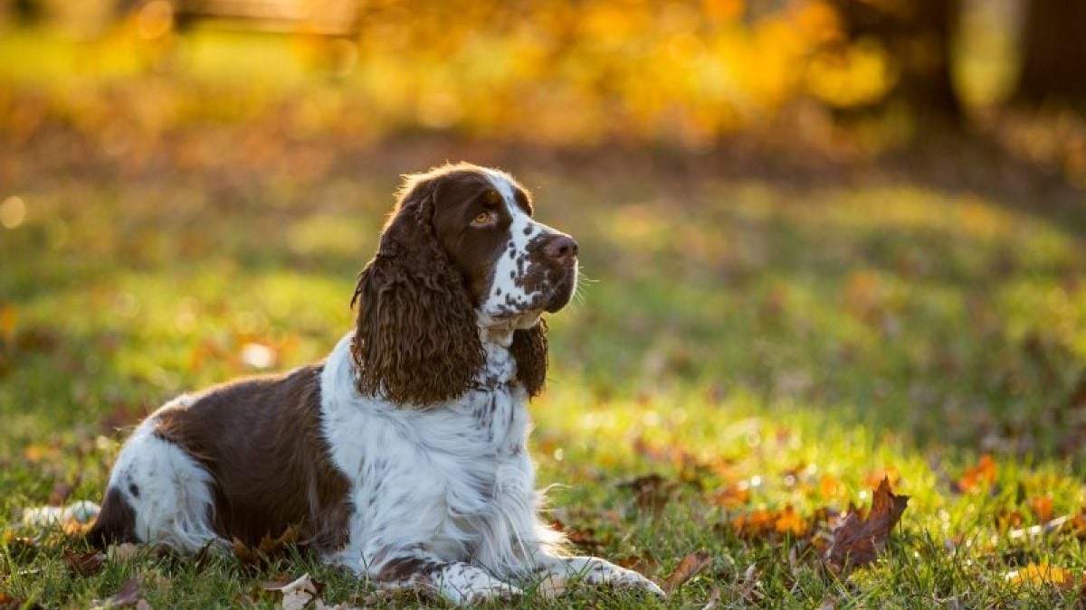 Cocker Spaniel. Fuente: (Instagram)