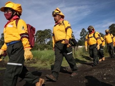 El crimen organizado está involucrado en la tala, admite Claudia Sheinbaum