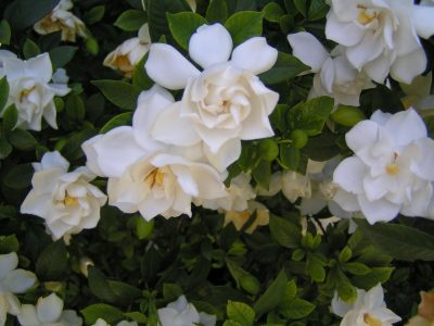 El truco de los viveros para que tu jazmín del cabo vuelva a florecer en marzo como si fuese primavera