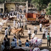 Manifestantes liberaron a cientos de vacas en las calles de India