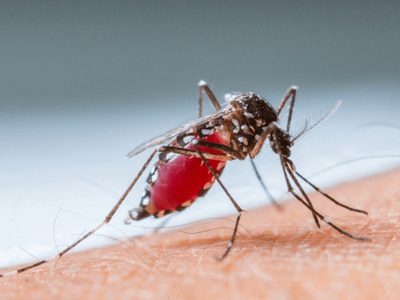 El dengue bate récords de contagio ante el aumento de las temperaturas