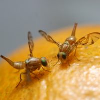No sufrás más por las moscas que invaden tu cocina, así las podés eliminar de una vez usando solo 3 productos