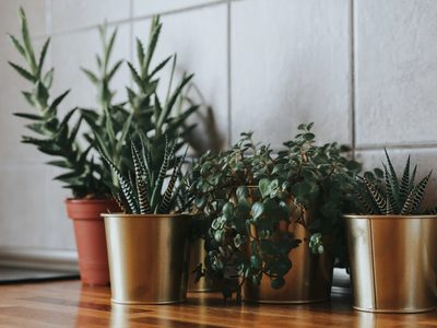 Fuera malas vibras: 4 suculentas que repelen la energía negativa y deberías tener en tu hogar
