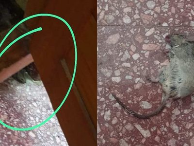 Una rata mordió a un auxiliar de la Escuela 156 y la directora adujo: “Son animalitos domésticos”