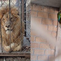 Rescatan a dos leones africanos y dos guacamayas en Celaya