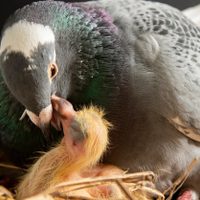 Qué significa que una paloma haga nido en tu casa