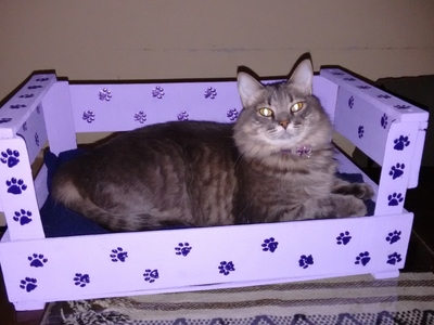 Con 1 almohada que ibas a tirar y un cajón de verduras: creá esta fabulosa camita para tu perro o gato