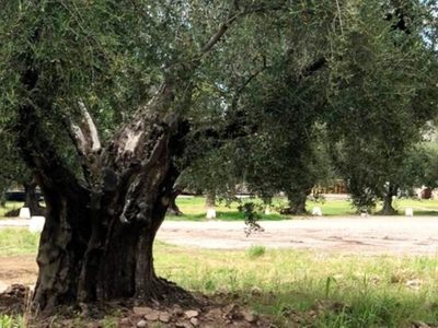 Reconocimiento a los olivos históricos de América del Sur
