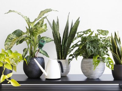 Frente a la ola de calor, 5 consejos claves para mantener tus plantas sanas y frescas