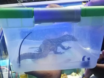 Rescatan a 67 animales durante operativo en mercado de la Venustiano Carranza