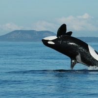 Video: así fue la increíble persecución de una orca a una embarcación en México