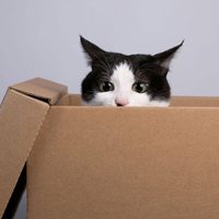 No gastes fortuna en el Pet Shop: con una caja de cartón y esta idea genial, creá la casita más linda y chic para tu gato