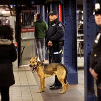 Muere una persona al ser empujada hacia las vías en metro de Nueva York
