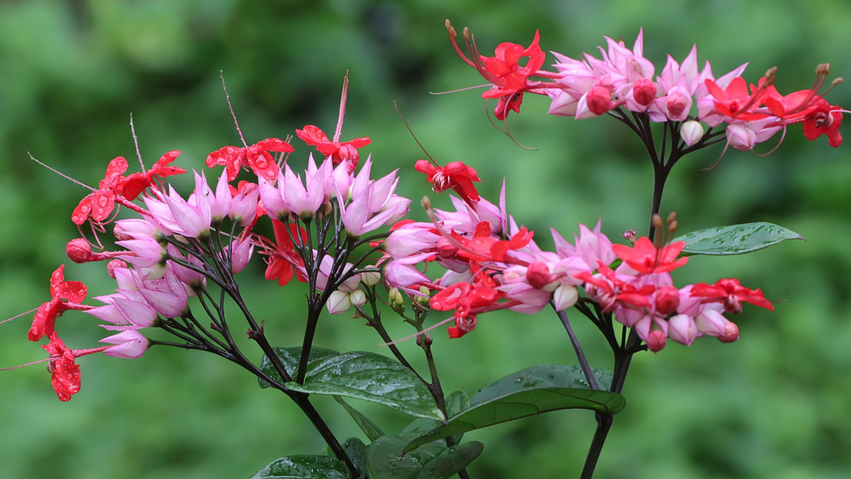 Clerodendro. Fuente: (Instagram)