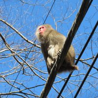 Una ciudad de Japón, en alerta por ataques de monos: ya hay 42 heridos