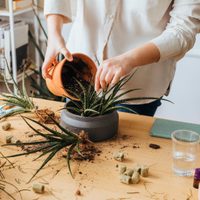 Con 4 desechos de tu cocina hacé este potente fertilizante para que tus plantas crezcan y florezcan