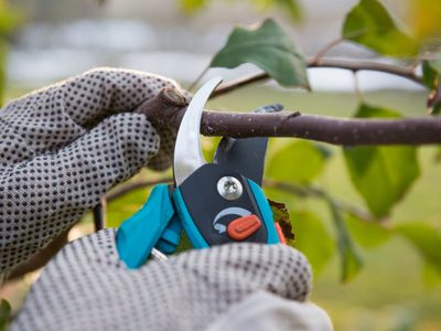 Época de poda: 3 trucos eficaces de los expertos jardineros para dejar tus cítricos listos para que exploten de flores y frutos