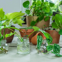 Estas son las plantas más hermosas que podés tener en un florero: solo necesitan agua y un poco de luz