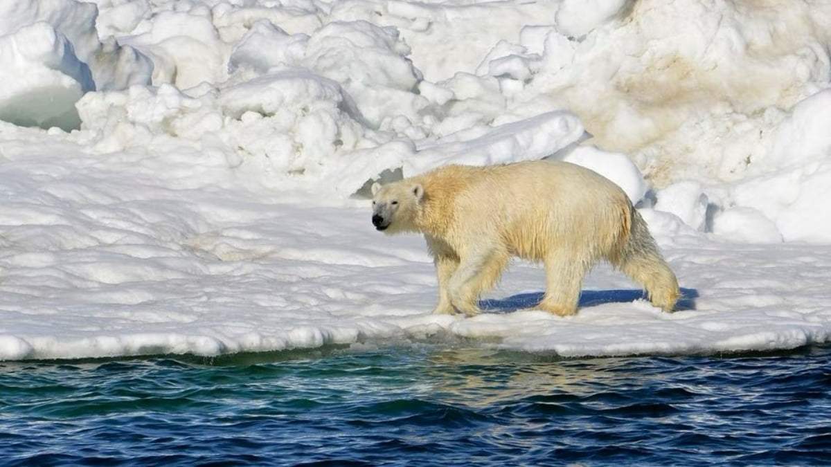 Un oso polar