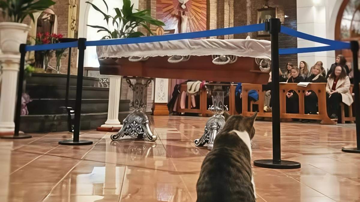 Murió un cura en Neuquén y su gato "Pascual" fue al velorio a despedirse