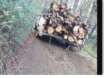 Tala ilegal en el Cerro Otto: la Municipalidad de Bariloche formalizó la denuncia