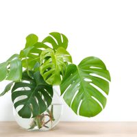 Hidrocultivo: así es la tendencia que propone cultivar las plantas en agua
