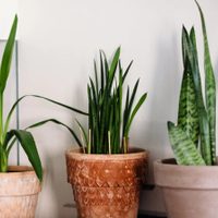 No gastes en sustratos carísimos: el truco para mantener tus plantas de maceta sanas todo el año