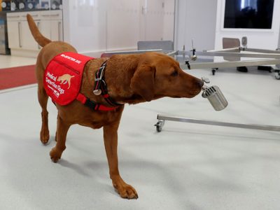 Un informe reveló que los perros pueden detectar el coronavirus