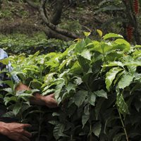 El Ministerio de Agricultura lanza protocolo para viveristas y floricultores
