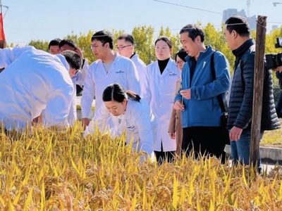 China logra cultivar arroz tolerante al riego con agua salada